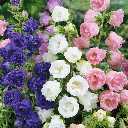 Seeds Canterbury Bells Double Mix/Bellflower/Biennial Flowers