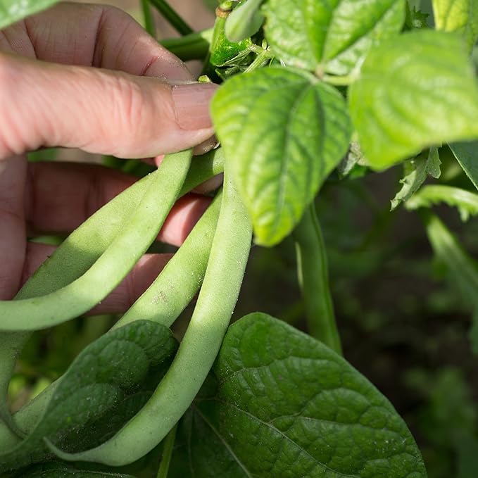 Park Seed Organic Derby Bush Green Bean Seeds – AAS Winner, High Yield 18-Inch Plants, Straight 7-Inch Pods, Disease Resistant, Easy to Harvest and Preserve for Home Gardens – Pack of 100 Seeds