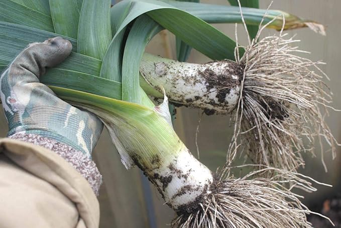 Seeds Leek Autumn Giant Onion - Heirloom Vegetable - GMO Free