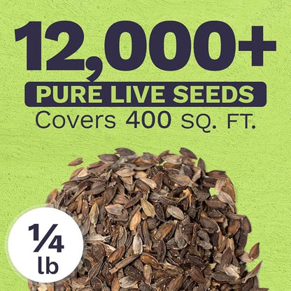 Bulk Zinnia Seeds - California Giants Mix - Bulk 1/4 Pound Bag Over 12,000 Flower Seeds - Mixed Colors and Large Blooms