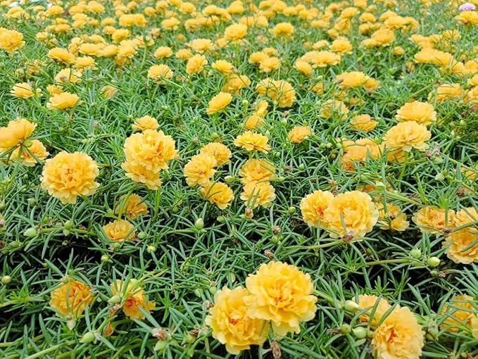 100+ Yellow Moss Rose Seeds Portulaca Grandiflora Succulent Flowers Garden Planting