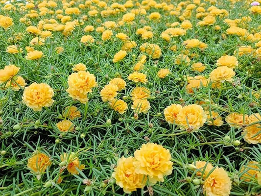 100+ Yellow Moss Rose Seeds Portulaca Grandiflora Succulent Flowers Garden Planting