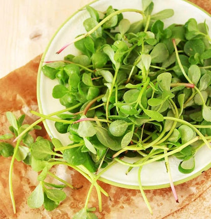 Golden Purslane Seeds Edible Portulaca Oleracea Sativa Non GMO Heirloom 600pcs