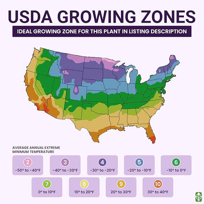 Moneymaker Tomato Seeds for Planting – Large & Juicy – One of The Most Delicious Tomatoes for Home Growing – Vegetable Seeds for Planting – Grown in The USA