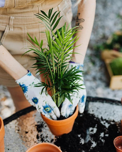 GARDENERA Palm Tree Potting Mix - The Ultimate Soil for Strong and Healthy Palms - Top Choice for Palm Tree Growers [2 Quart Bag]