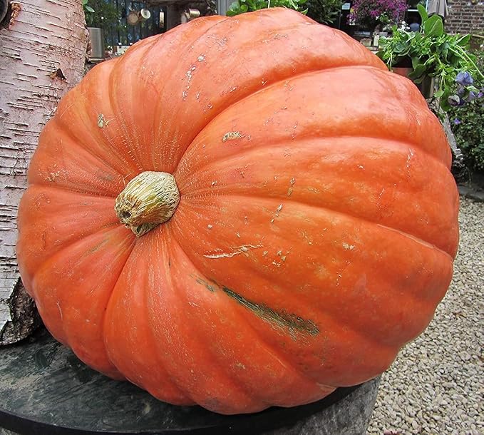 Big Max Pumpkin Seeds - 100 Pounds and Up! - 20 Seeds