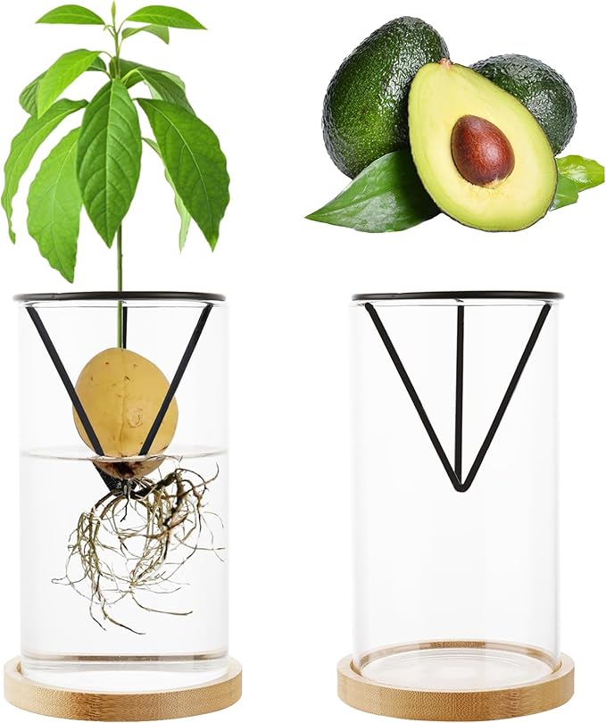 Avocado Tree Growing Kit 2PCS Avocado Growing Vase Seed Starter Wooden Base Avocado Glass Plant Pot for Gardening Enthusiasts