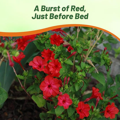 Outsidepride Red Four O'clock Flower Seeds - 1 lb Perennial Fragrant, Trumpet-Shaped Blooms, Deer-Proof & Easy to Grow, for Pollinator & Evening Gardens, Containers, Hedges, or Borders