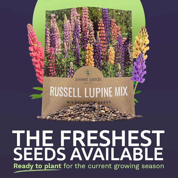 Russell Lupine Seeds – Extra Large Packet – Over 1,300 Open Pollinated Non-GMO Perennial Wildflower Seeds – Lupinus polyphyllus