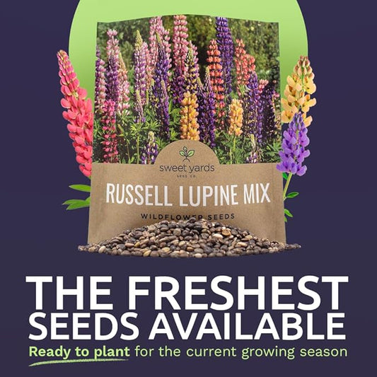 Russell Lupine Seeds – Extra Large Packet – Over 1,300 Open Pollinated Non-GMO Perennial Wildflower Seeds – Lupinus polyphyllus