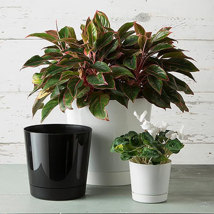 Novelty Majestic Full Depth Cylinder Pot, Glossy White, 10-Inch (10102)