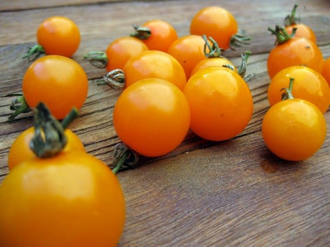 Seeds Golden Cherry Tomato Indeterminate Non GMO Vegetable for Planting