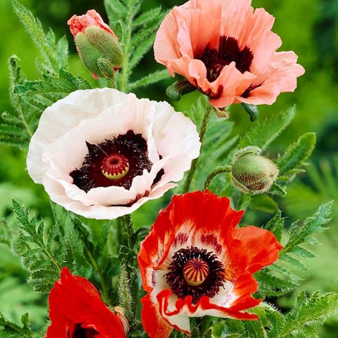 Seeds Oriental Poppy Mix Papaver Perennial Flowers for Planting 1000 Seeds