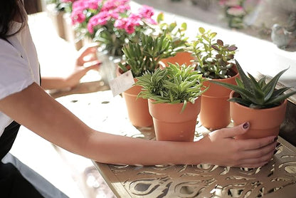 Houseplant Potting Mix 4qt, Fertilized, Perlite Soil for All Types of Indoor House Plants and Tropical Plant