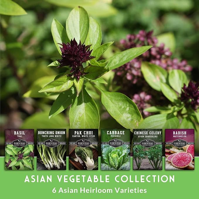 Survival Garden Seeds - Asian Vegetable Collection Seed Vault for Planting - Thai Basil, Napa Cabbage, Canton Pak Choi, Chinese Celery, Green Onions, Watermelon Radish - Non-GMO Heirloom Varieties