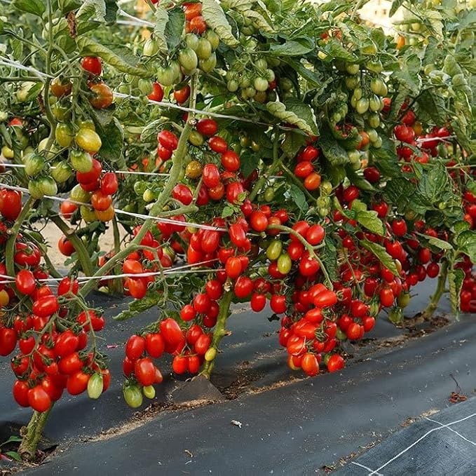 50+ Seeds Vine Tomato - Vegetable Red