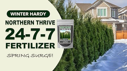 Fertilizer Commercial Grade | Northern Thrive 24-7-7 | 1 Pound | Granular Controlled Release Feed | High Nitrogen Formula for Woody Ornamentals | Shrubs Trees Foliage Growth Beds Borders Landscapes