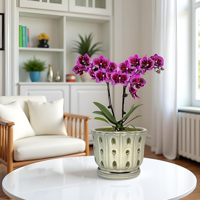 Ceramic Orchid Pot with Attached Saucer and Drainage Hole 6'' Orchid Planter (Cream)