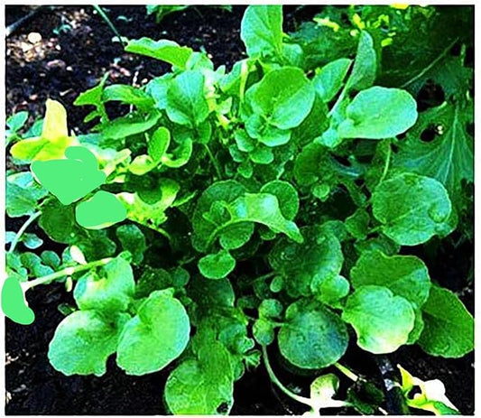 1000 Watercress Seeds - Delicious Additions to Salads