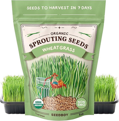 Seedboy Organic Wheatgrass Seeds – Hard Red Spring, Non-GMO, USA Grown Microgreens & Sprouting Seeds – 8 oz Bag Yields 8 Quarts (Hard Red Spring Wheatgrass)