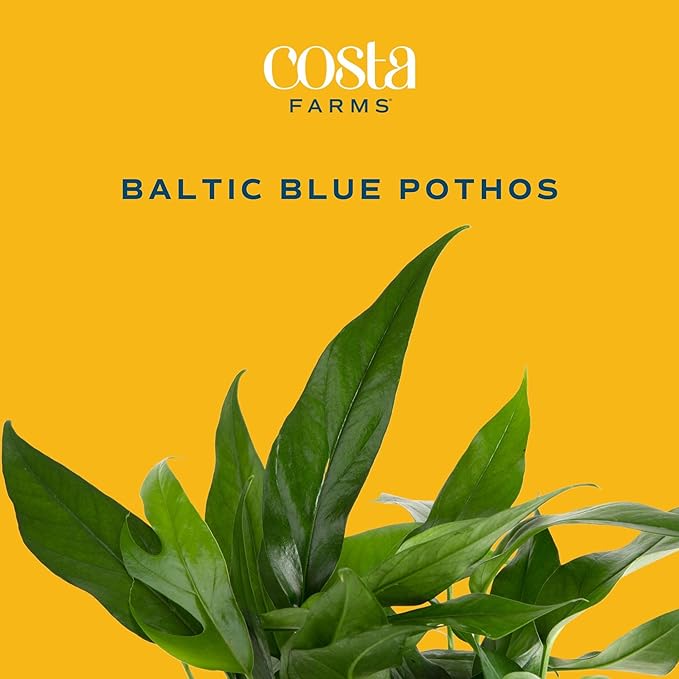 Costa Farms Baltic Blue Pothos Live Plant in Decorative Pot, Air Purifying Indoor Houseplant, Perfect for Home, Room, or Office Decor, Great House Warming or Birthday Gift, 10-14 Inches Tall