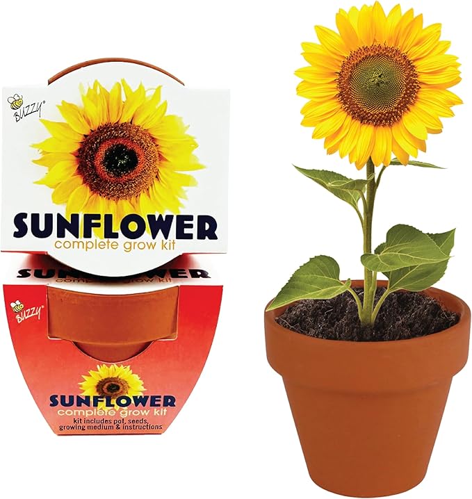 BUZZY Seeds 12-Pack Sunflower Mini Grow Pots – All-in-One Terracotta Flower Starter Kit with Growing Medium, DIY Gardening, Wedding and Shower Favors