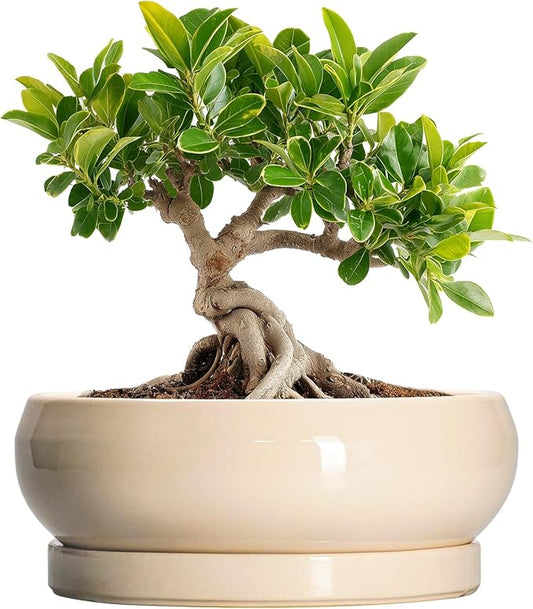 Succulent Pots 8 Inch - Ceramic Bonsai Pots with Drainage Hole and Tray, Shallow Plant Pot Indoor Outdoor, Bonsai Tree Pot, Round Modern Planter Bowl, Garden Decor, Gardening Gift, Beige