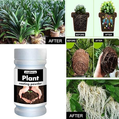 Root Powder, Rooting Powder for Cuttings Root Hormone Root Stimulator Fertilizer and Soil Improver Grow New Plants from Cuttings for Indoor Plants Shrubs Lawn Fruit Vegetables 50g & 100g(100g)