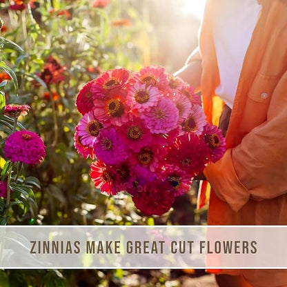 Zinnia Seeds - California Giants Mix - 1000 Seeds - Mixed Colors and Large Blooms, Heirloom Non-GMO USA Grown, Excellent for Pollinators, Annual - Vibrant Flowers for Any Home Garden