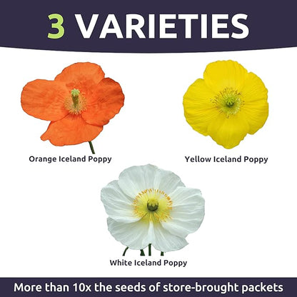 Poppy - Iceland - Large 1/2 Ounce Packet - 75,000 Flower Seeds for Planting - Papaver nudicaule