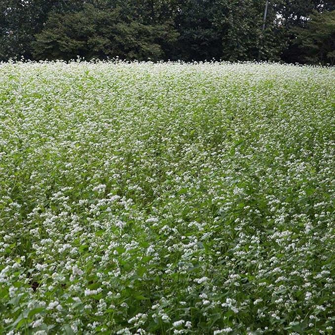 Outsidepride Buckwheat Seeds - 40lbs Annual, Fast-Growing, Easy to Grow Buckwheat Cover Crop Seeds for Green Manure, Bee Pasture & Pollinators, Wildlife Habitat, Soil Improvement, and Erosion Control