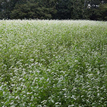 Outsidepride Buckwheat Seeds - 40lbs Annual, Fast-Growing, Easy to Grow Buckwheat Cover Crop Seeds for Green Manure, Bee Pasture & Pollinators, Wildlife Habitat, Soil Improvement, and Erosion Control
