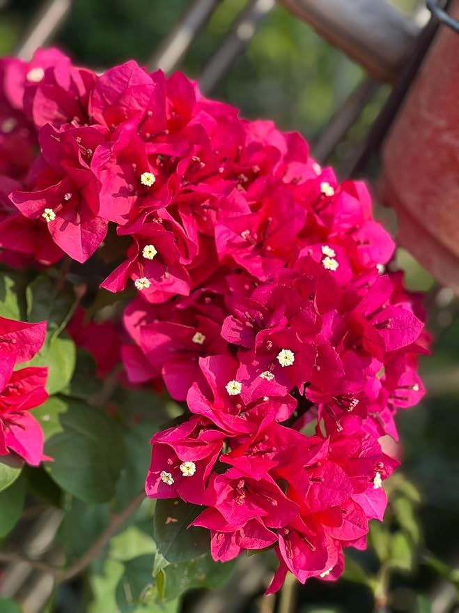 Keep Plants Alive Without Water for Up to 2-Weeks (1 Pound)