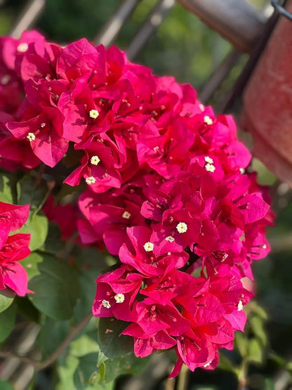 Keep Plants Alive Without Water for Up to 2-Weeks (1 Pound)