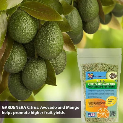 𝐁𝐄𝐒𝐓𝐒𝐄𝐋𝐋𝐄𝐑 6-4-6 Avocado Citrus Tree Plant Food for Outdoor/Indoor Gardening | Quick-Release Nitrogen Fertilizer | Orange, Lime, Avocado and Lemon Tree Fertilizer (5 Quarts)