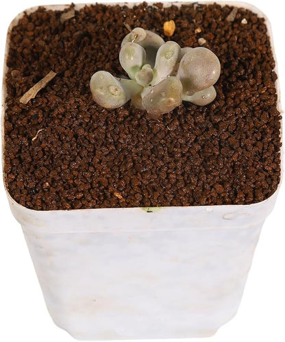 Japanese Super Hard Akadama Bonsai Soil - Fine Grain (6lb) | Ideal for Cuttings, Seedling Cultivation, Fine-Rooted Plants