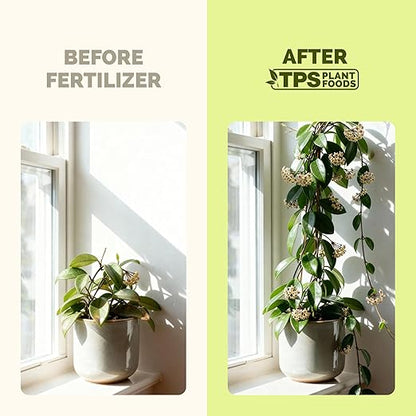 Hoya Fertilizer – Liquid Plant Food for Hoya, Supports Thick Leaves & Steady Growth, 32 oz