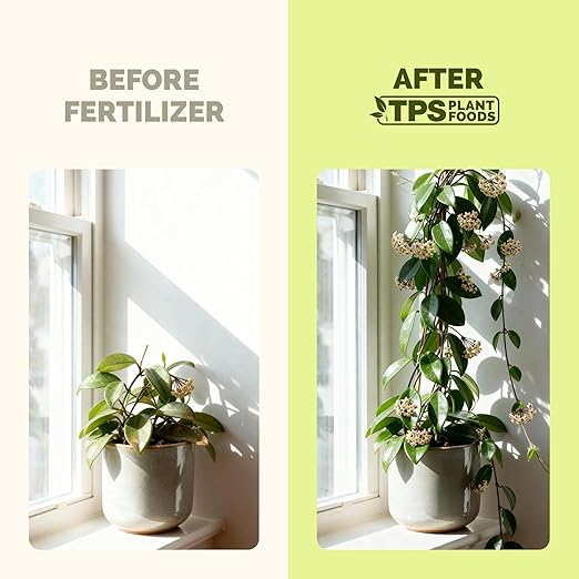 Hoya Fertilizer – Liquid Plant Food, Supports Thick Leaves & Steady Growth, 8 oz