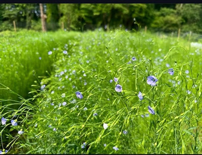 Plant Good Seed California Native Wildflower Mix Seeds for Planting: Easy to Grow Annual Flowers, Poppy, Tidytips, Lupine, Clarkia, Phacelia - 30,000 Seed Packet