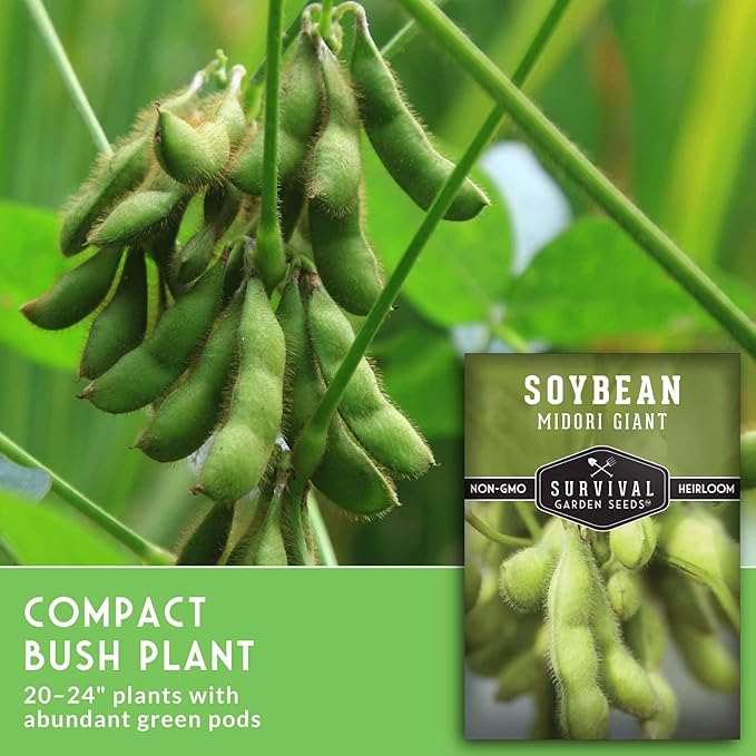 Midori Giant Soybean Seeds for Planting - Grow Protein-Rich Edamame Pods in Your Home Vegetable Garden - Non-GMO Heirloom Soy Bean - Survival Garden Seeds (3 Packs)
