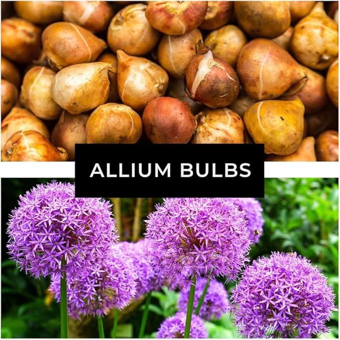 Allium Bulbs for Planting - Round Purple Blooms Really Stand Out (12 Bulbs)