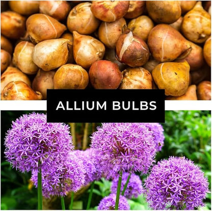 Allium Bulbs for Planting - Round Purple Blooms Really Stand Out (12 Bulbs)