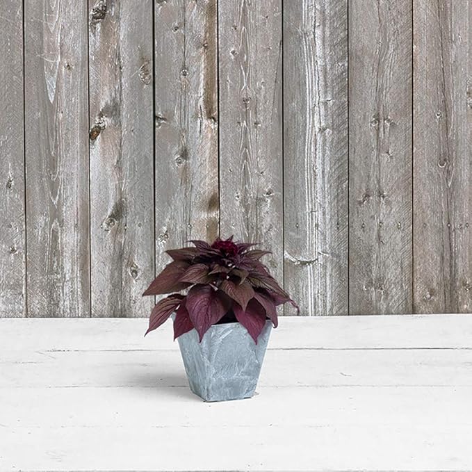 Root & Vessel, 35060 Ella Square Planter, 6-Inch, Grey