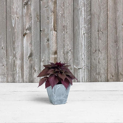 Root & Vessel, 35060 Ella Square Planter, 6-Inch, Grey