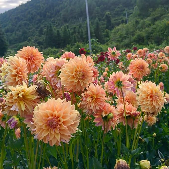 Mix Dahlia Seeds for Planting, 400pcs Rare Perennial Garden Dahlia Flower Seeds Non-GMO Heirloom Flower Plants, Beauty Home Garden for Outdoors