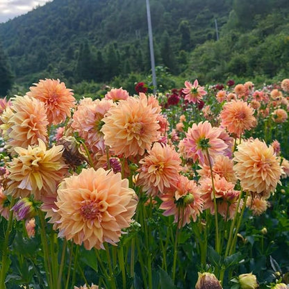 Mix Dahlia Seeds for Planting, 400pcs Rare Perennial Garden Dahlia Flower Seeds Non-GMO Heirloom Flower Plants, Beauty Home Garden for Outdoors