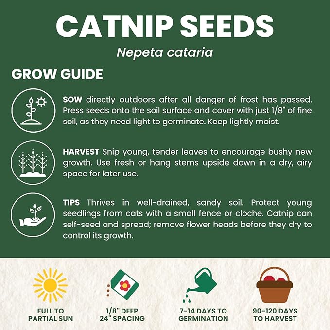 Catnip – 2,750 Premium Seeds for Planting – Fragrant Herb for Pets & Pollinators – 2026 Season – 2 Gram Pouch