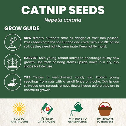 Catnip – 2,750 Premium Seeds for Planting – Fragrant Herb for Pets & Pollinators – 2026 Season – 2 Gram Pouch