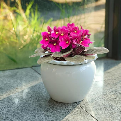 African Violet Flower Pot Ceramic Self Watering Flower Pot 6.5 * 4.6 * 4 inch Simple Plant Self Watering Pot Indoor Flowers High Absorption Herbaceous Flower Pots Modern Decor Pots