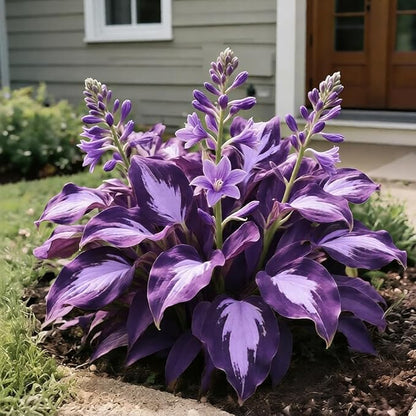 Hosta Seeds 110+ Mixed, Shade-Resistant Perennial Plants, Unique Leaf Color Combinations, Perfect for Garden Borders, Flower Beds & Containers, Easy Grow, Extremely Hardy